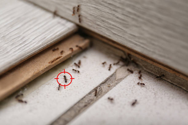 Best Pest Prevention Services  in Collinwood, TN