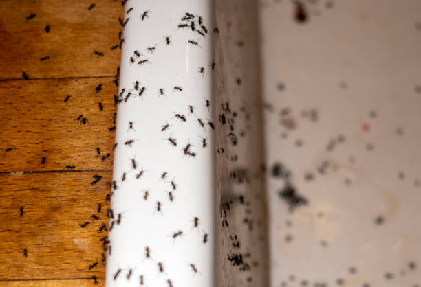 Best Pest Prevention Services  in Collinwood, TN