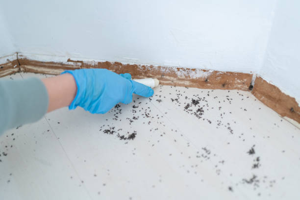 Best Emergency Pest Control  in Collinwood, TN